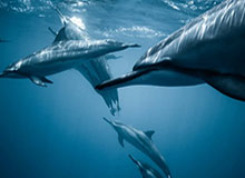 12月30日全经典怀旧服停机维护公告（预计1小时）